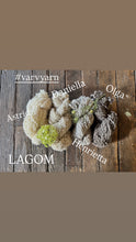 Load image into Gallery viewer, VARV - Olga  - Nov 2025 - #varvyarn - a twist on nutiden - boucle Swedish wool yarn